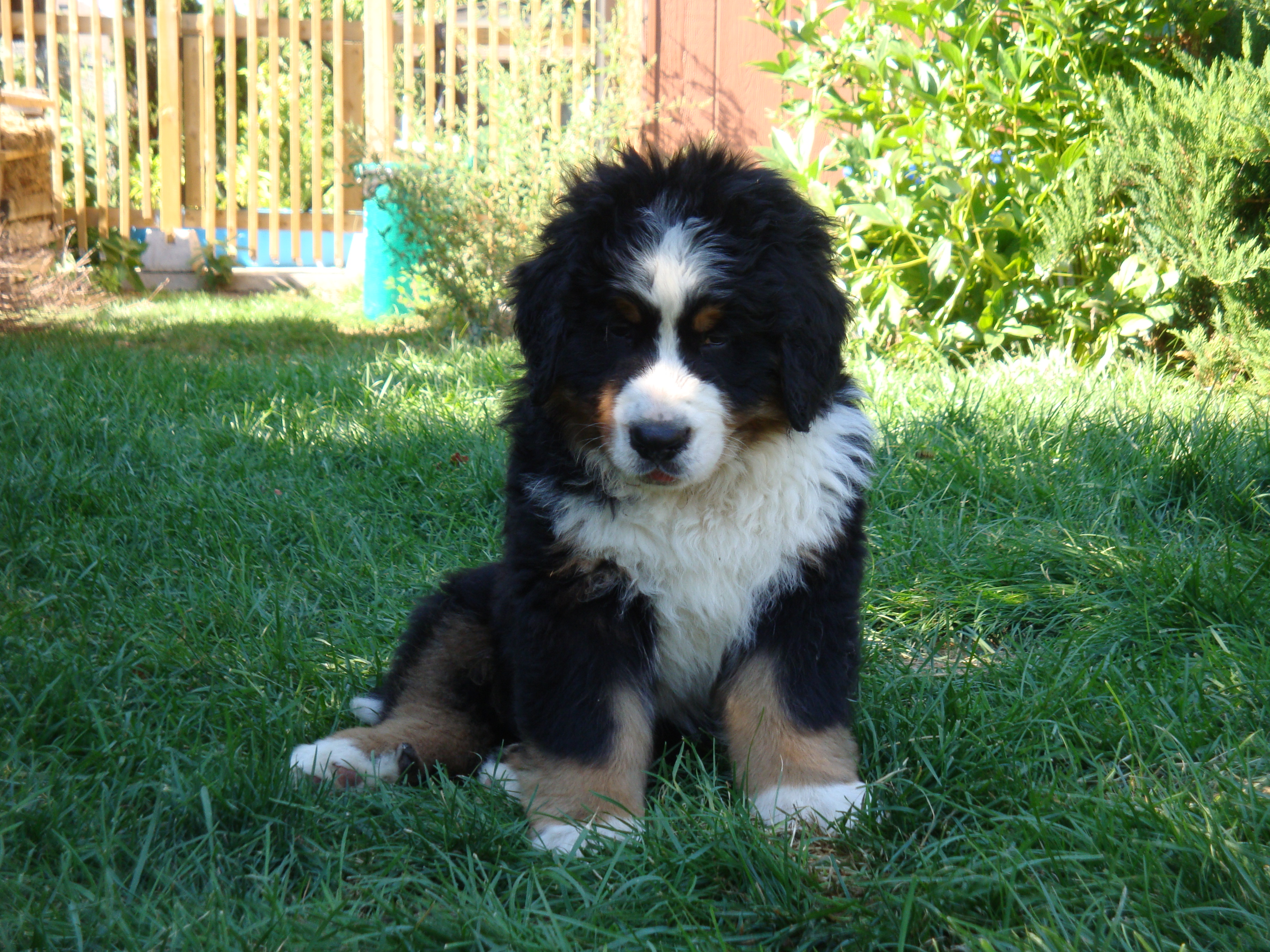 NorthernPaws Arber NorthernPaws Arber
