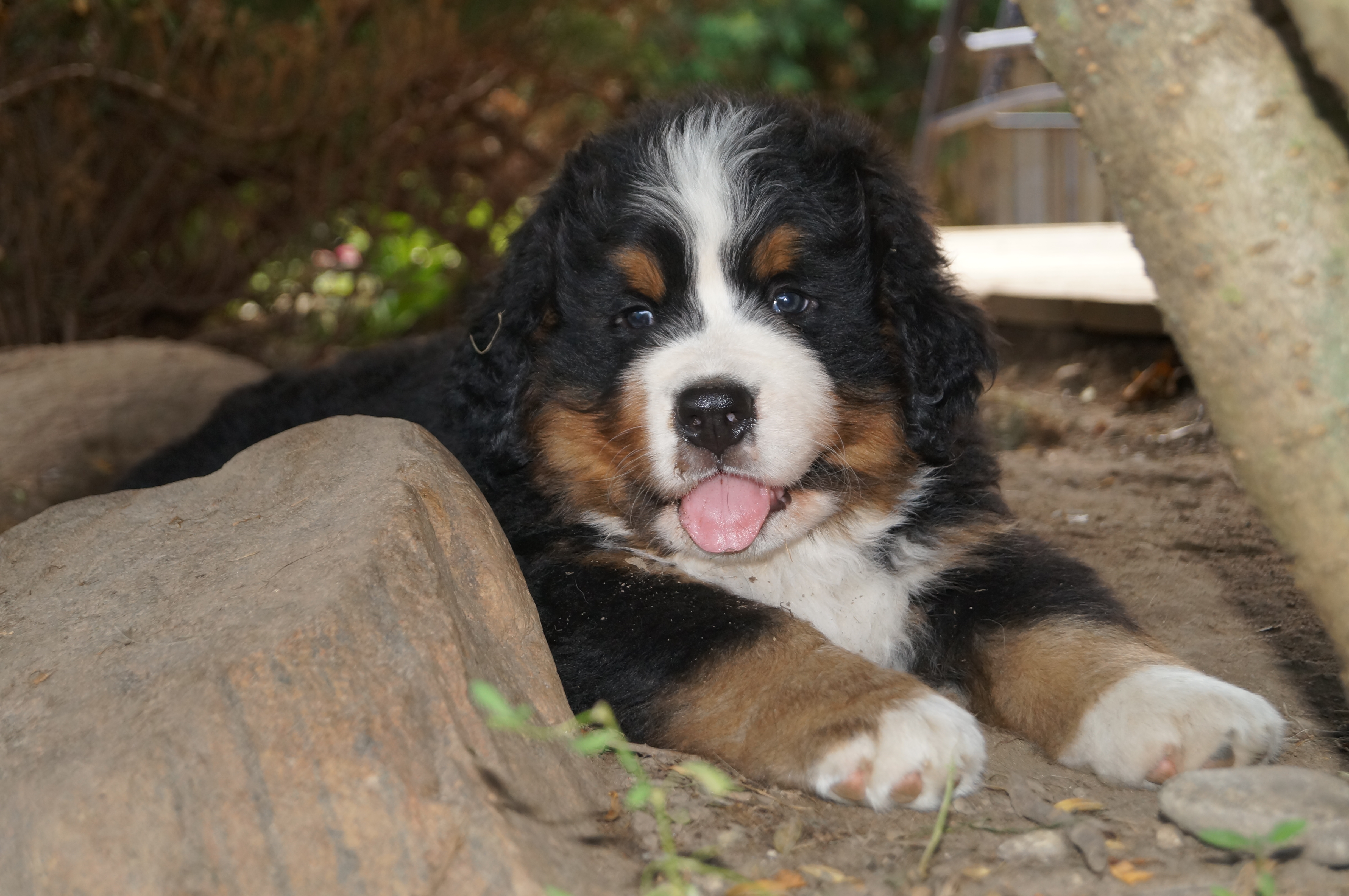 Boy 7 weeks Boy 7 weeks