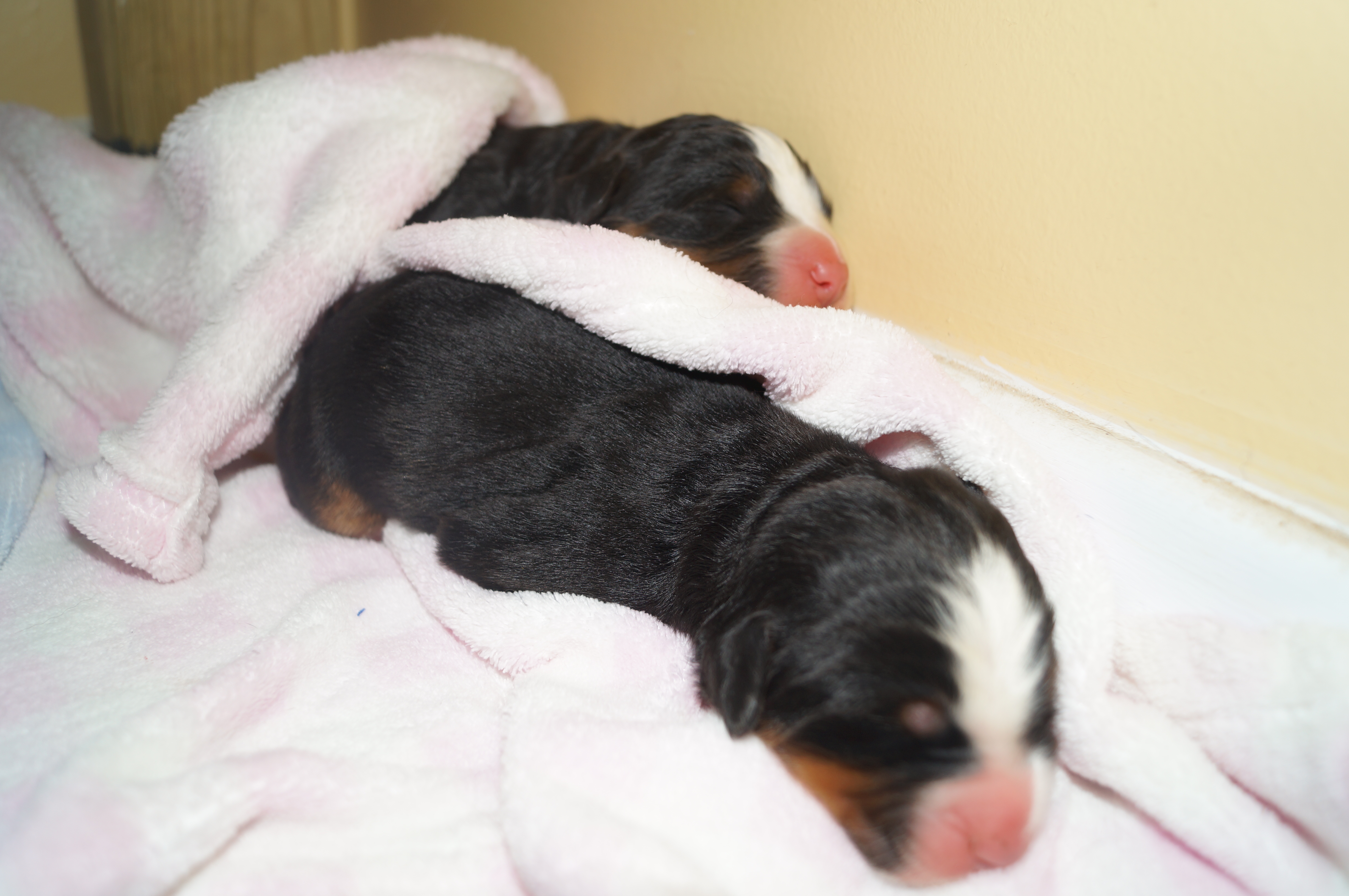 1 day old 1 day old