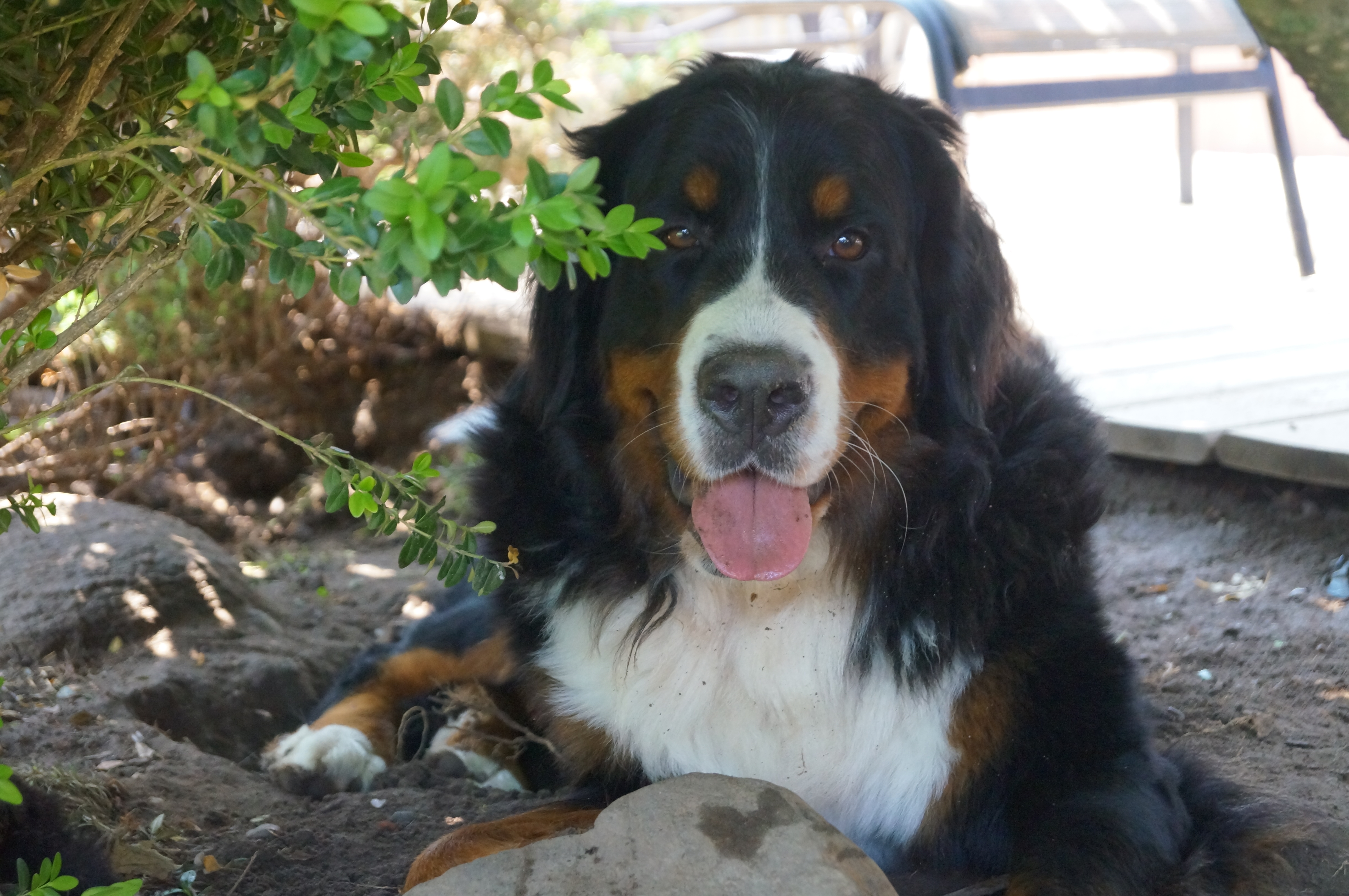 Aspen 2 years old Aspen 2 years old