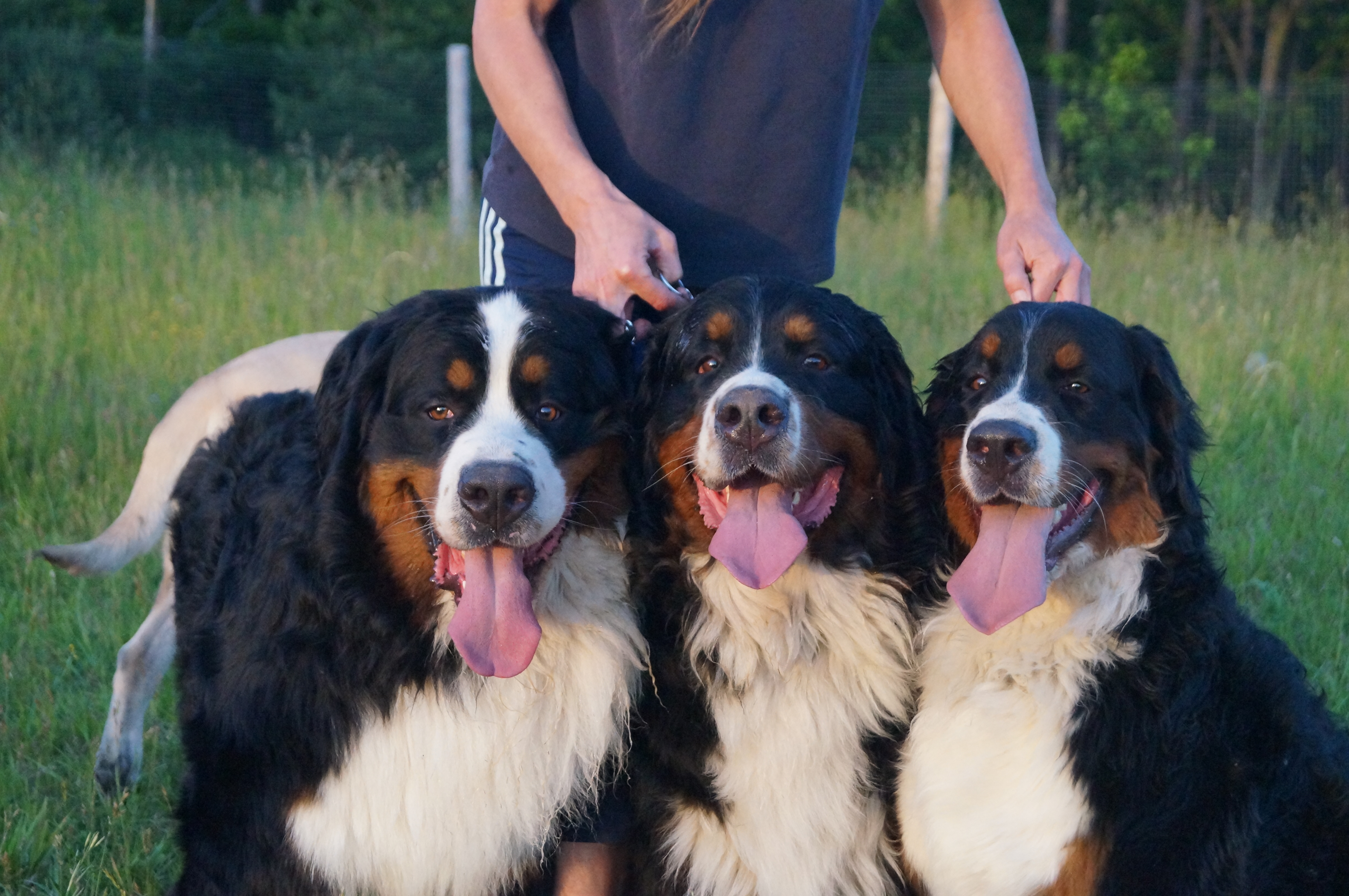 Max,Lucy & Aspen Max,Lucy & Aspen