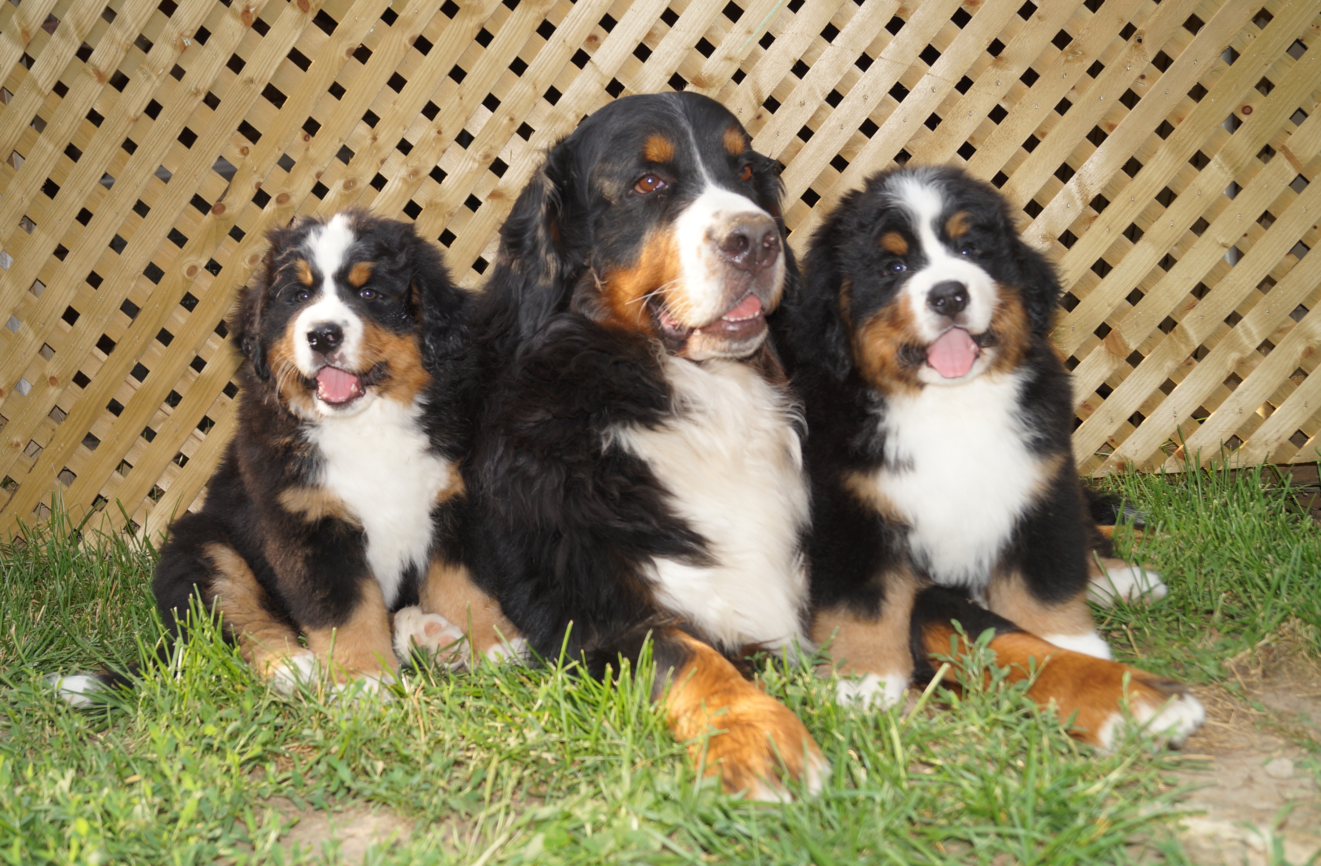 Greater Swiss Mountain Dog Weight Chart