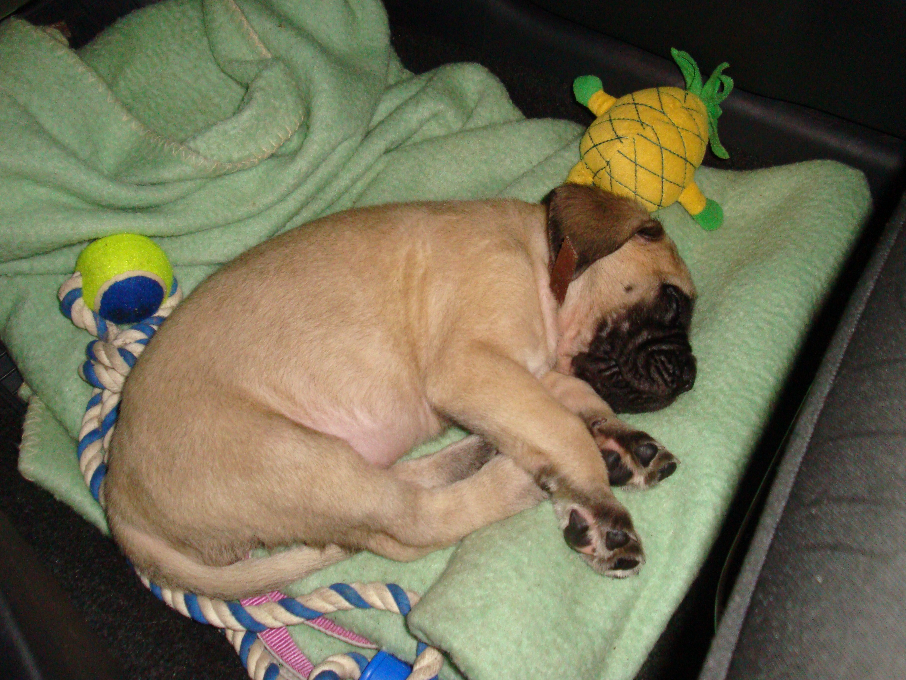 Agata sleeping in the car