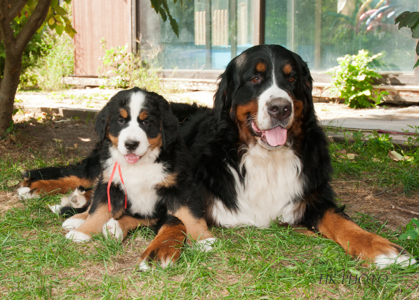 Alpine and Lucy Alpine and Lucy