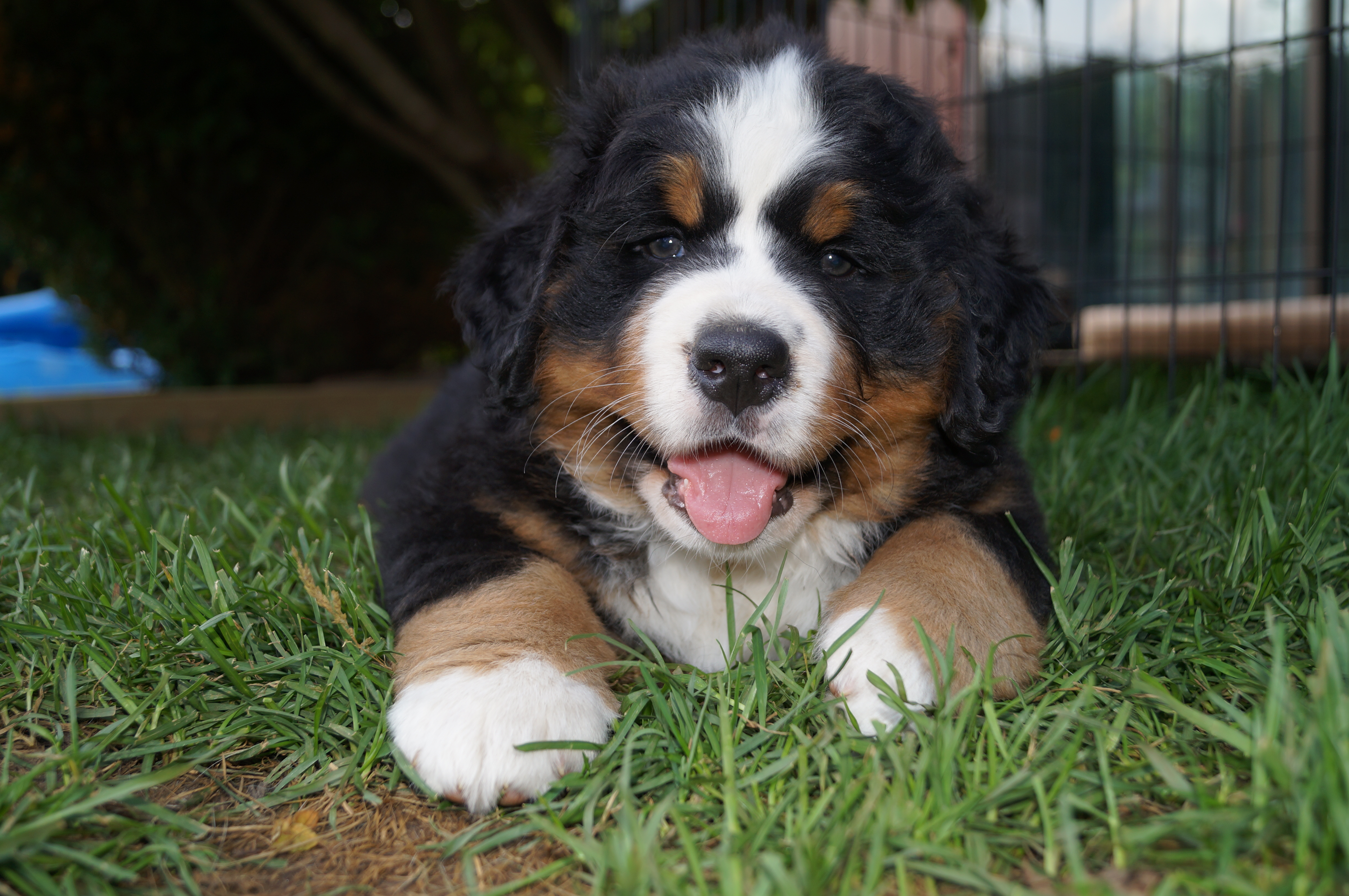 Girl 7 weeks Girl 7 weeks