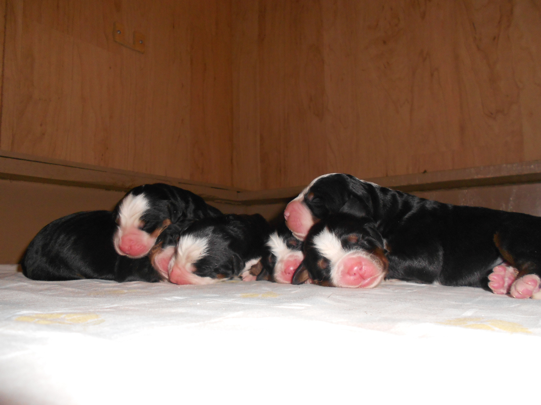 2 days old 2 days old