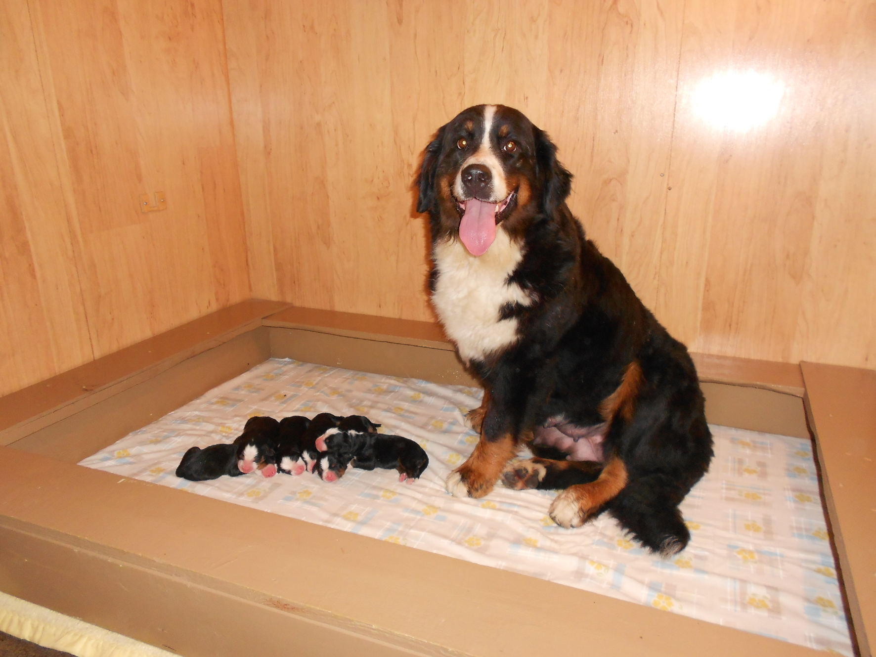 Ursanne D'Imier with pups Ursanne D'Imier with pups