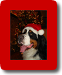 Max Christmas 2012